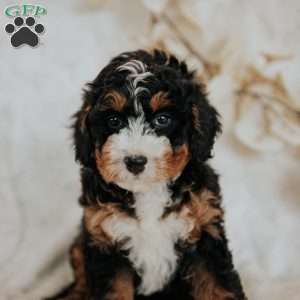 Coco, Mini Bernedoodle Puppy