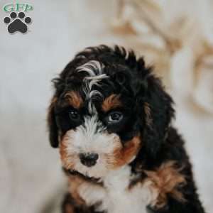 Coco, Mini Bernedoodle Puppy