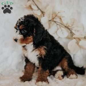 Coco, Mini Bernedoodle Puppy