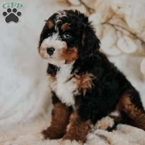 Coco, Mini Bernedoodle Puppy