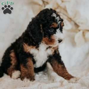 Coco, Mini Bernedoodle Puppy