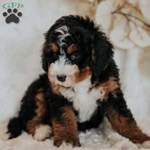 Coco, Mini Bernedoodle Puppy
