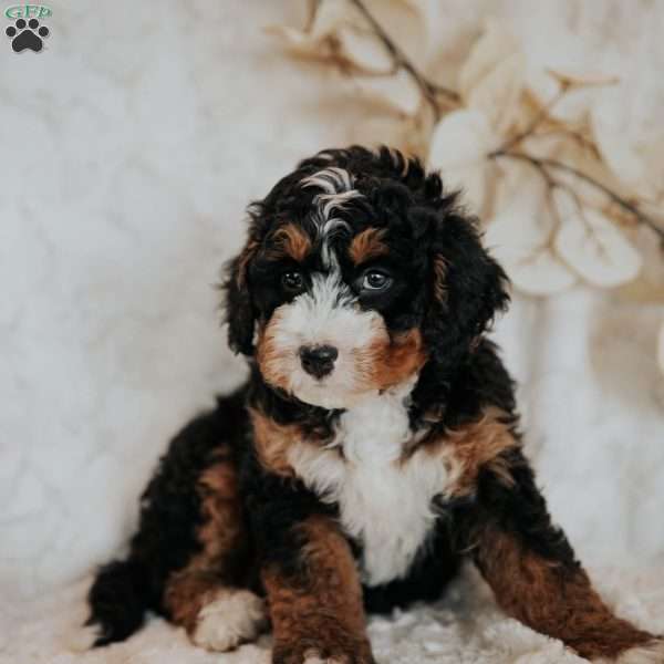 Coco, Mini Bernedoodle Puppy