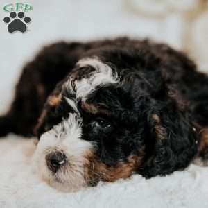 Cruiser, Mini Bernedoodle Puppy
