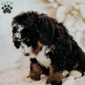 Cruiser, Mini Bernedoodle Puppy