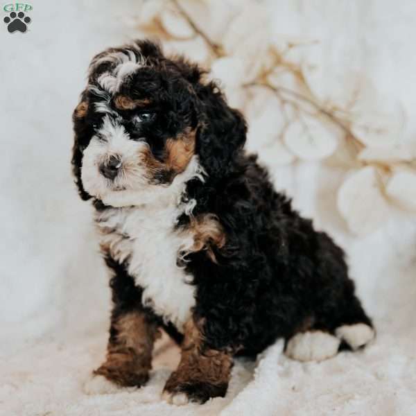 Cruiser, Mini Bernedoodle Puppy