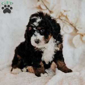 Cruiser, Mini Bernedoodle Puppy