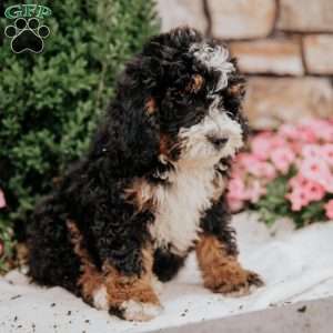 Cruiser, Mini Bernedoodle Puppy