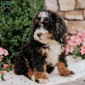 Cruiser, Mini Bernedoodle Puppy