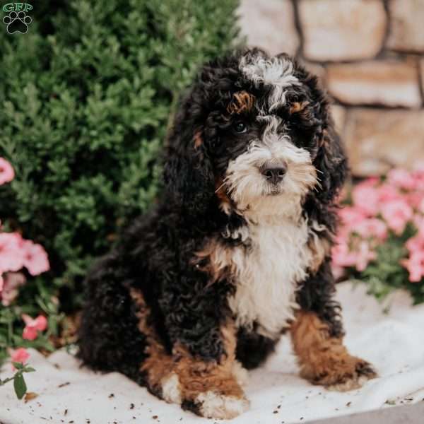 Cruiser, Mini Bernedoodle Puppy