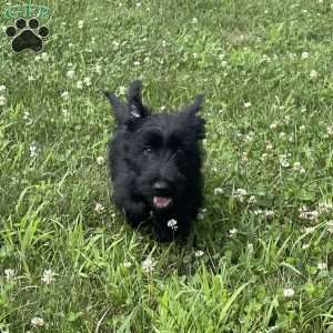 Cubit, Scottish Terrier Puppy