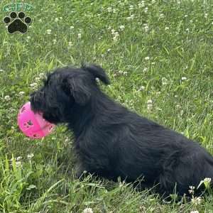 Cubit, Scottish Terrier Puppy