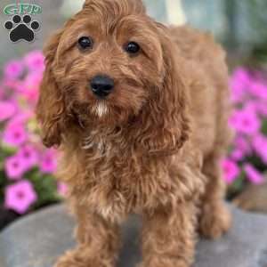 Reese, Cavapoo Puppy