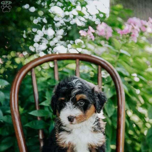 Daisy, Mini Bernedoodle Puppy