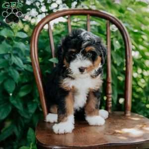 Daisy, Mini Bernedoodle Puppy