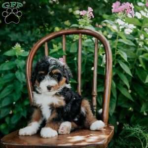 Daisy, Mini Bernedoodle Puppy