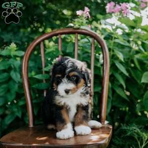 Daisy, Mini Bernedoodle Puppy