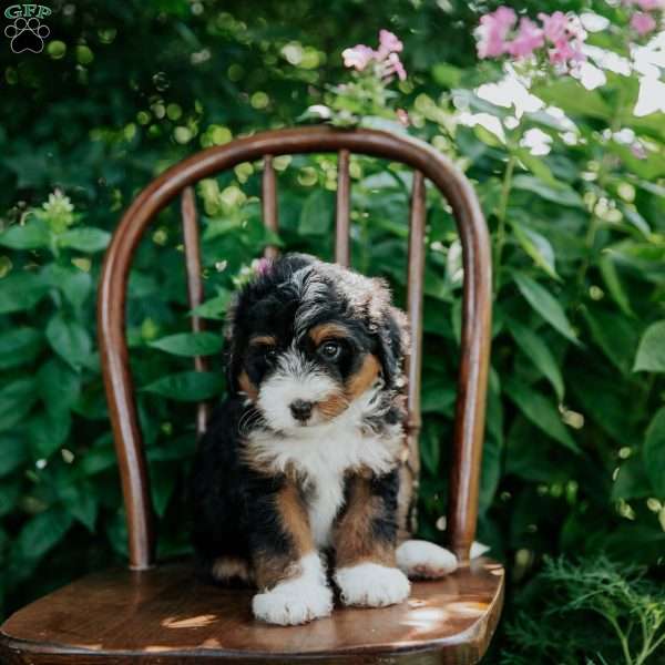Daisy, Mini Bernedoodle Puppy