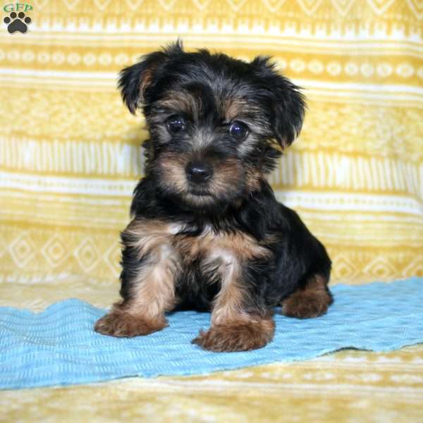 Dallus, Yorkie Puppy