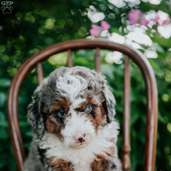Dane, Mini Bernedoodle Puppy