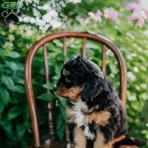 Darla, Mini Bernedoodle Puppy