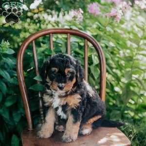Darla, Mini Bernedoodle Puppy