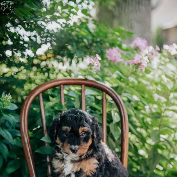 Darla, Mini Bernedoodle Puppy