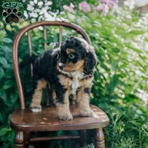 Darla, Mini Bernedoodle Puppy