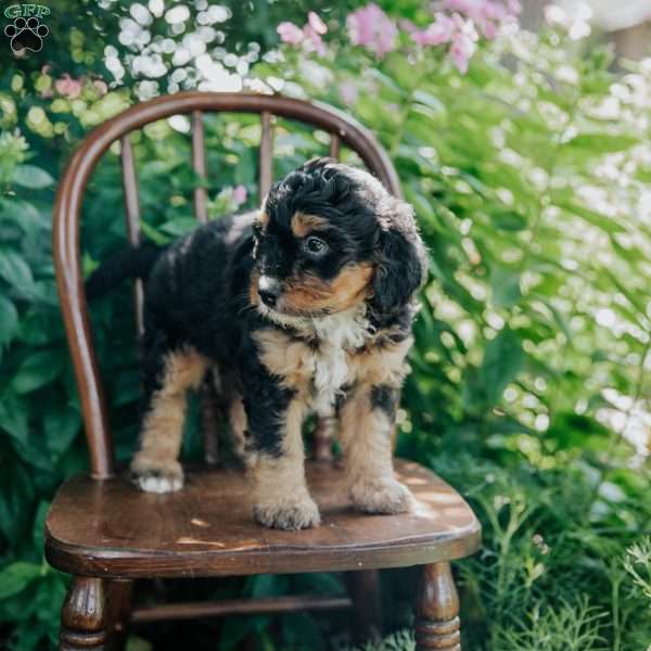 Callie, Mini Bernedoodle Puppy
