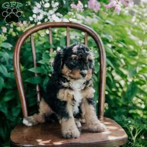 Darla, Mini Bernedoodle Puppy