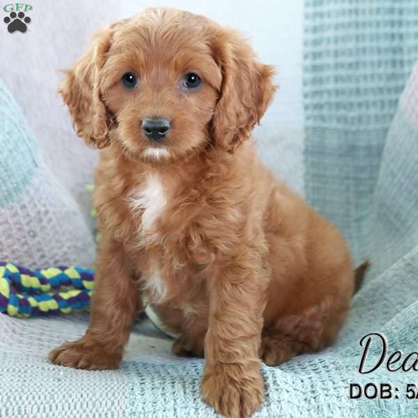 Dean, Cavapoo Puppy