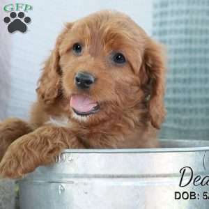 Dean, Cavapoo Puppy