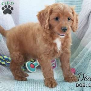 Dean, Cavapoo Puppy