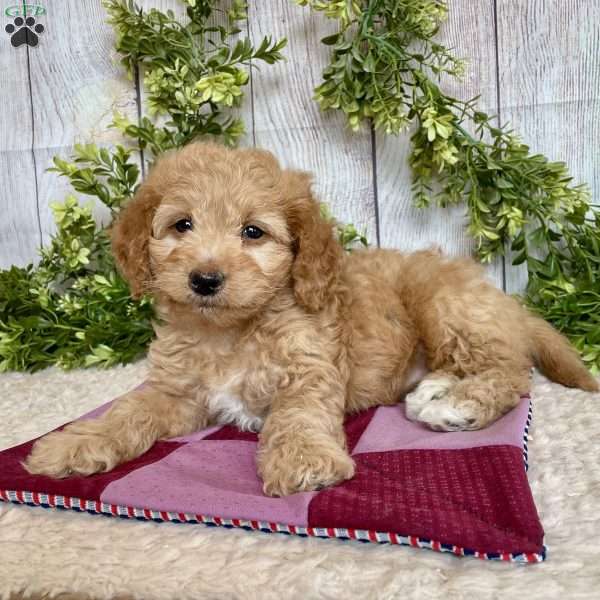 Debbie, Dachshund Mix Puppy