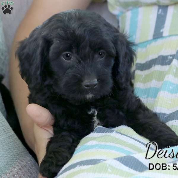 Deisal, Cavapoo Puppy
