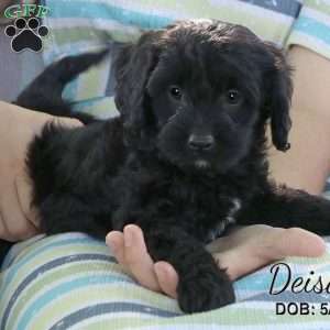 Deisal, Cavapoo Puppy
