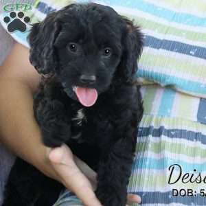 Deisal, Cavapoo Puppy