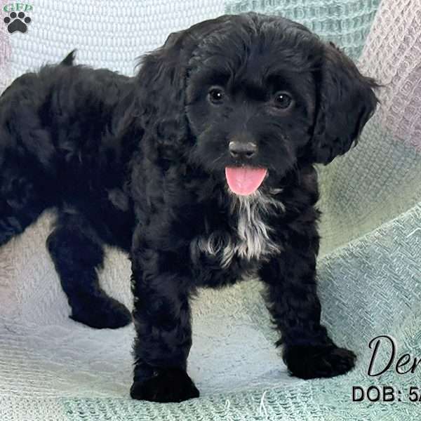 Demi, Cavapoo Puppy