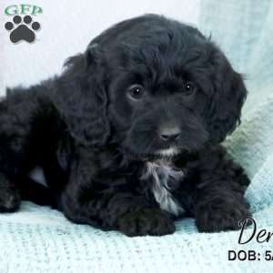 Demi, Cavapoo Puppy