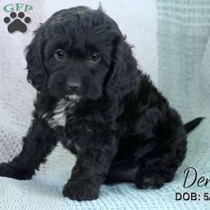 Demi, Cavapoo Puppy