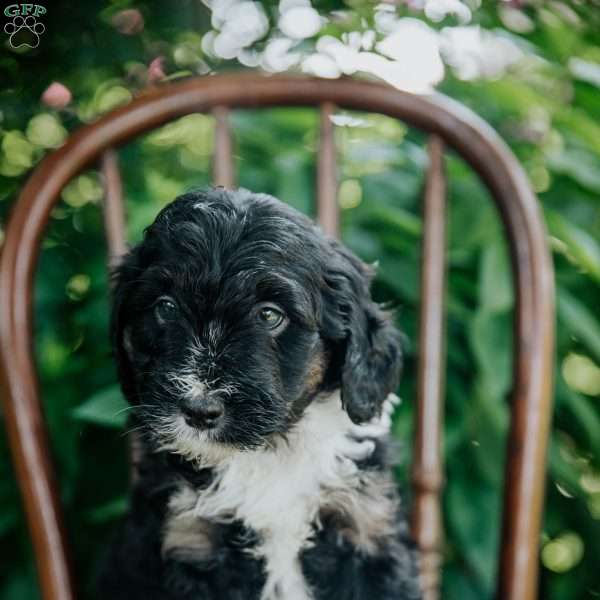 Dexter, Mini Bernedoodle Puppy