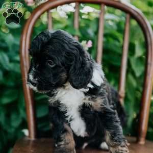 Dexter, Mini Bernedoodle Puppy