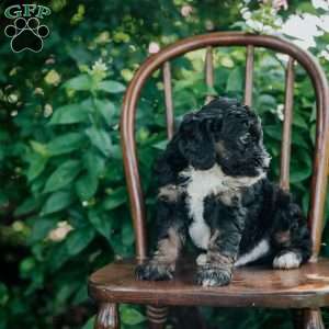 Dexter, Mini Bernedoodle Puppy