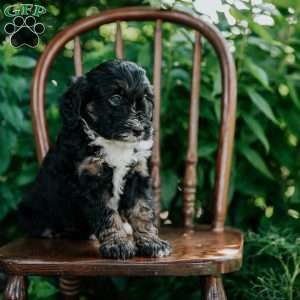 Dexter, Mini Bernedoodle Puppy