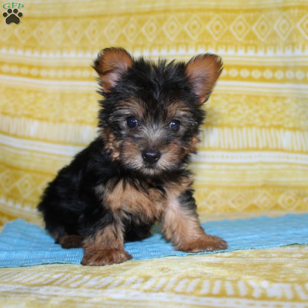 Dickie, Yorkie Puppy