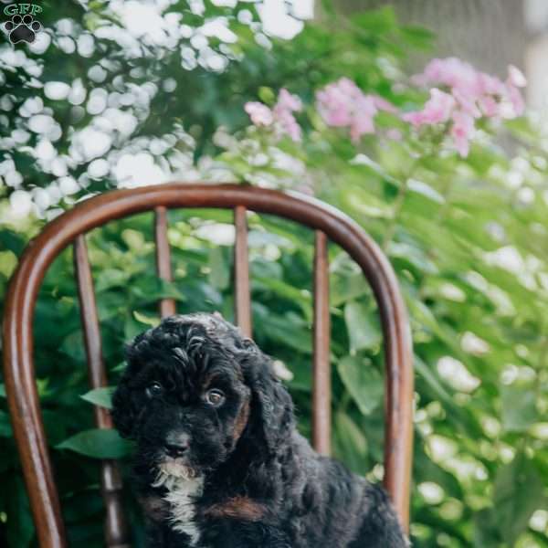 Dixie, Mini Bernedoodle Puppy