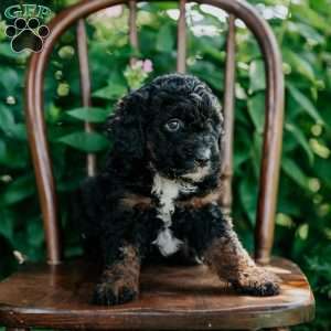 Dixie, Mini Bernedoodle Puppy