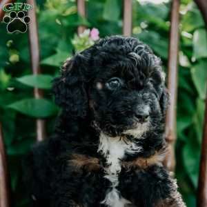 Dixie, Mini Bernedoodle Puppy