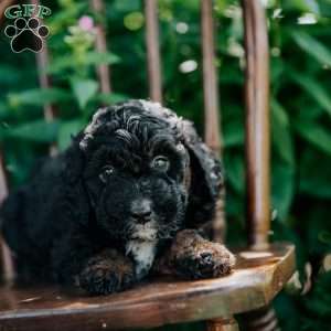 Dixie, Mini Bernedoodle Puppy