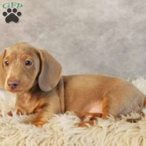 Dolce, Dachshund Puppy